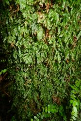 Trichomanes venosum. Plants growing epiphytically on tree fern trunk.  
 Image: L.R. Perrie © Te Papa 2013 CC BY-NC 3.0 NZ